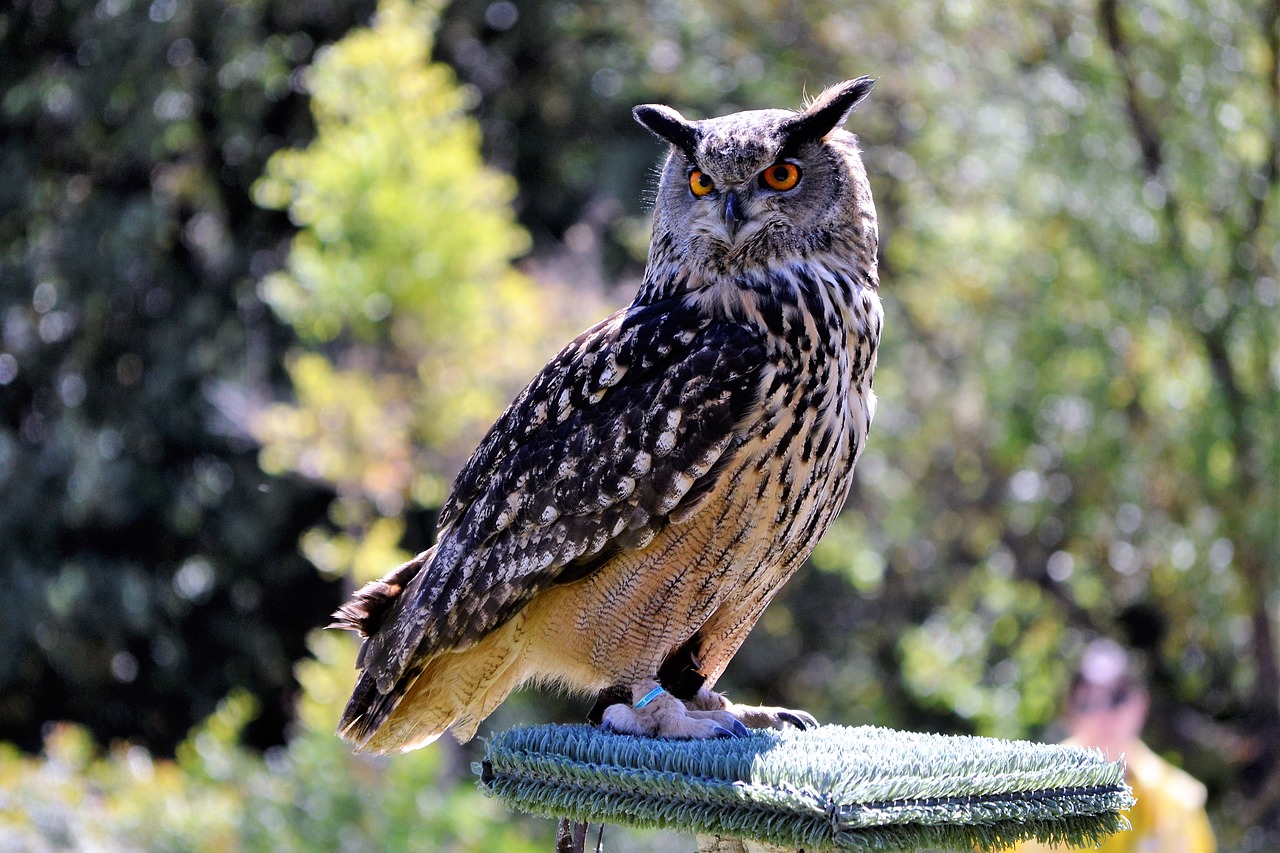 Image - owl real birds of prey night