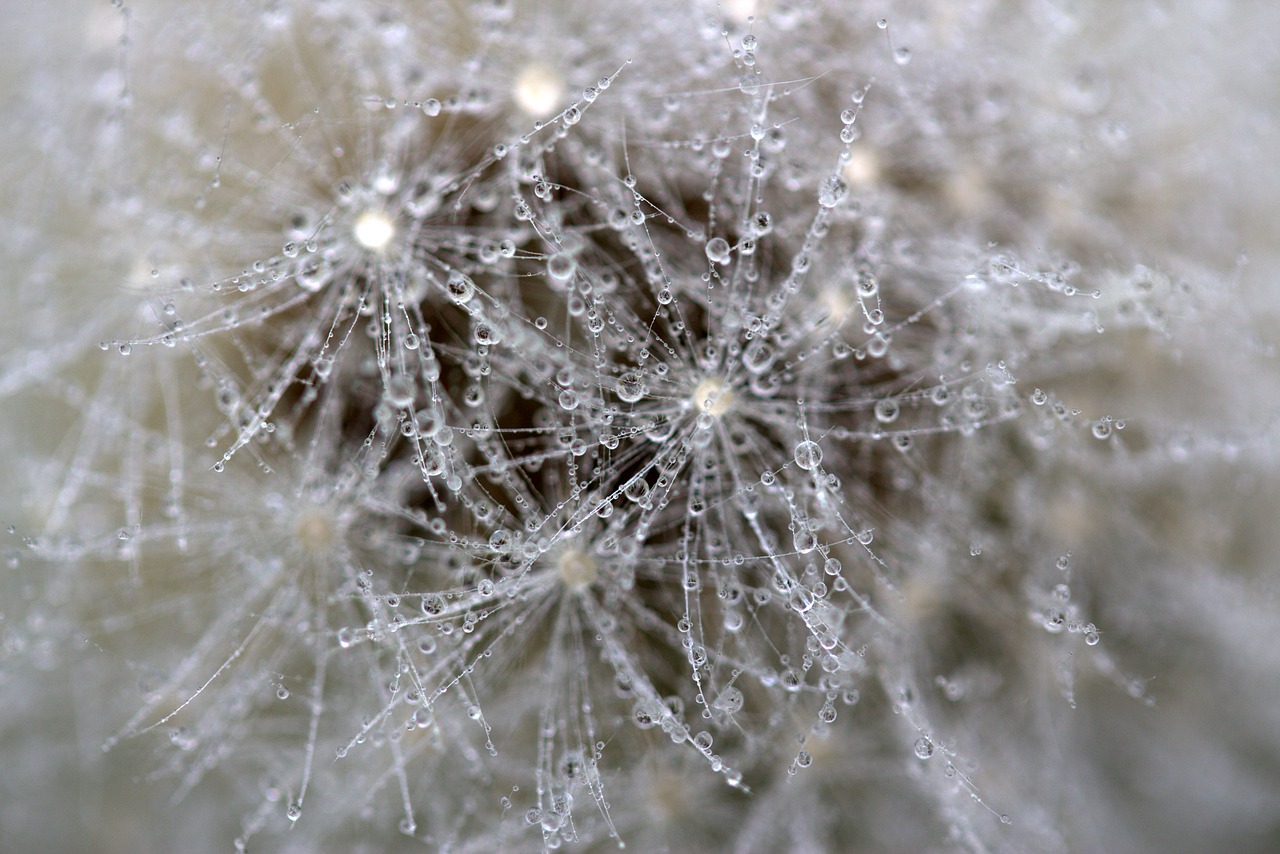 Image - dandelion drops wet macro plant