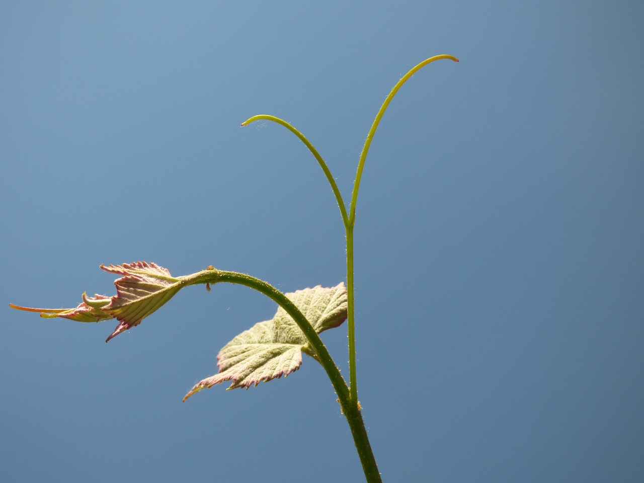 Image - vine peak green sky day blue sky