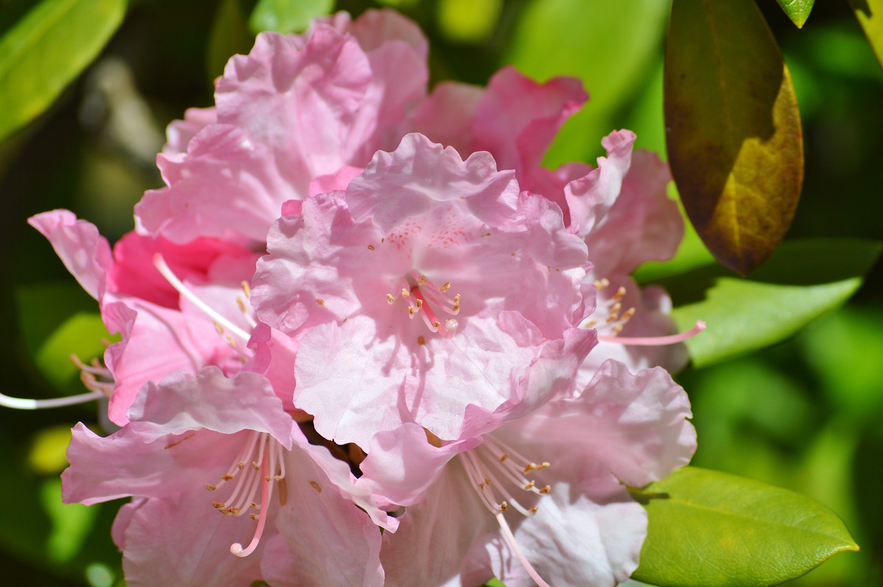 Image - oleander laurel rose