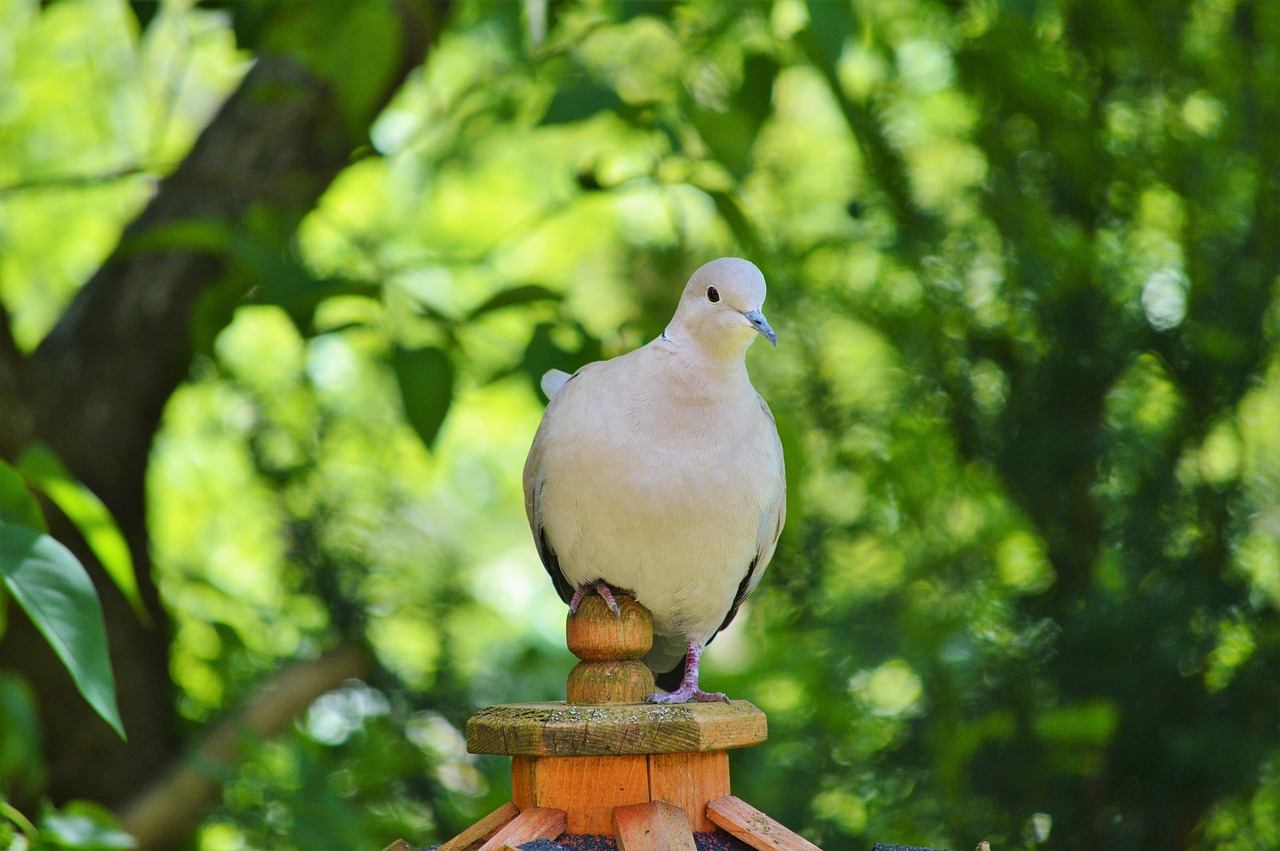 Image - dove bird feather animal plumage