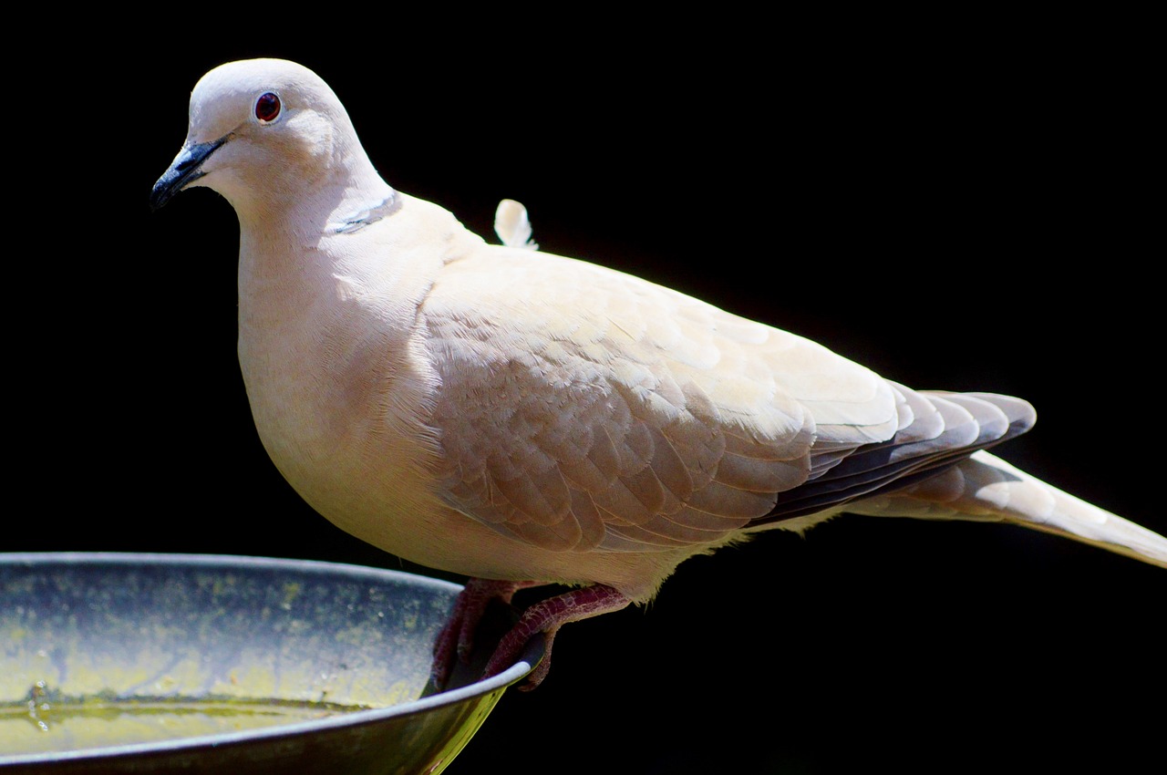 Image - dove bird feather animal plumage