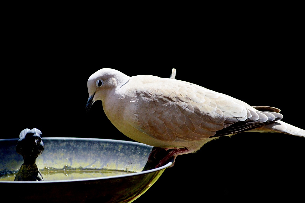 Image - dove bird feather animal plumage