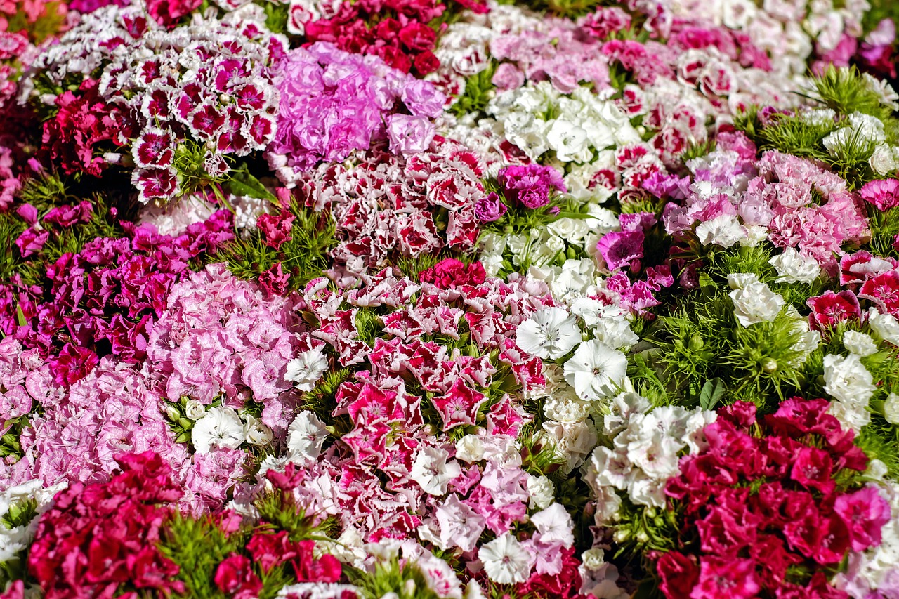 Image - sweet william carnation bloom