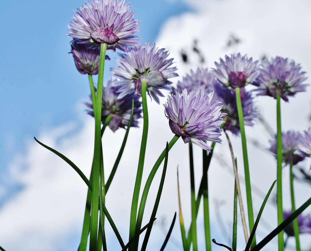 Image - chives blossom bloom chive flowers