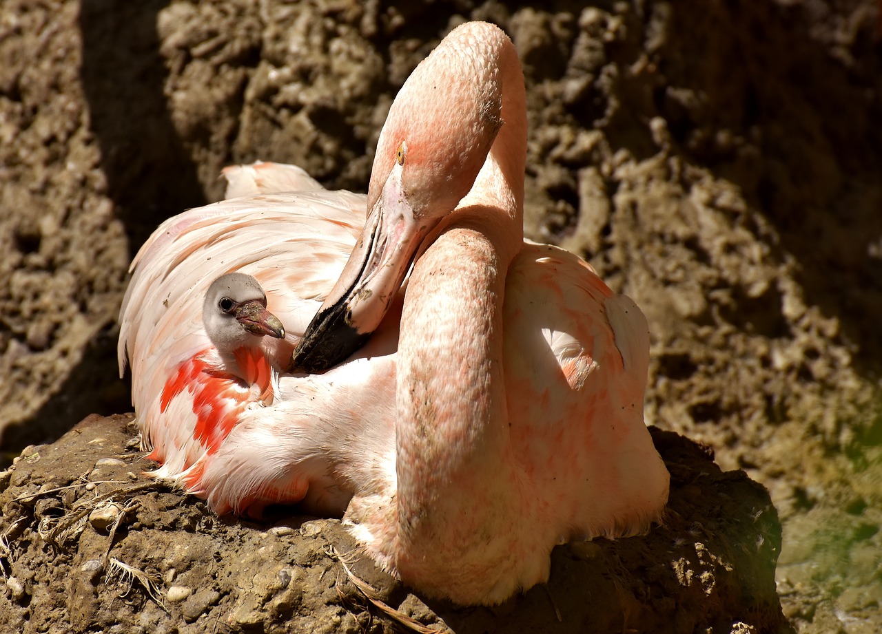 Image - flamingo young chicks mama child