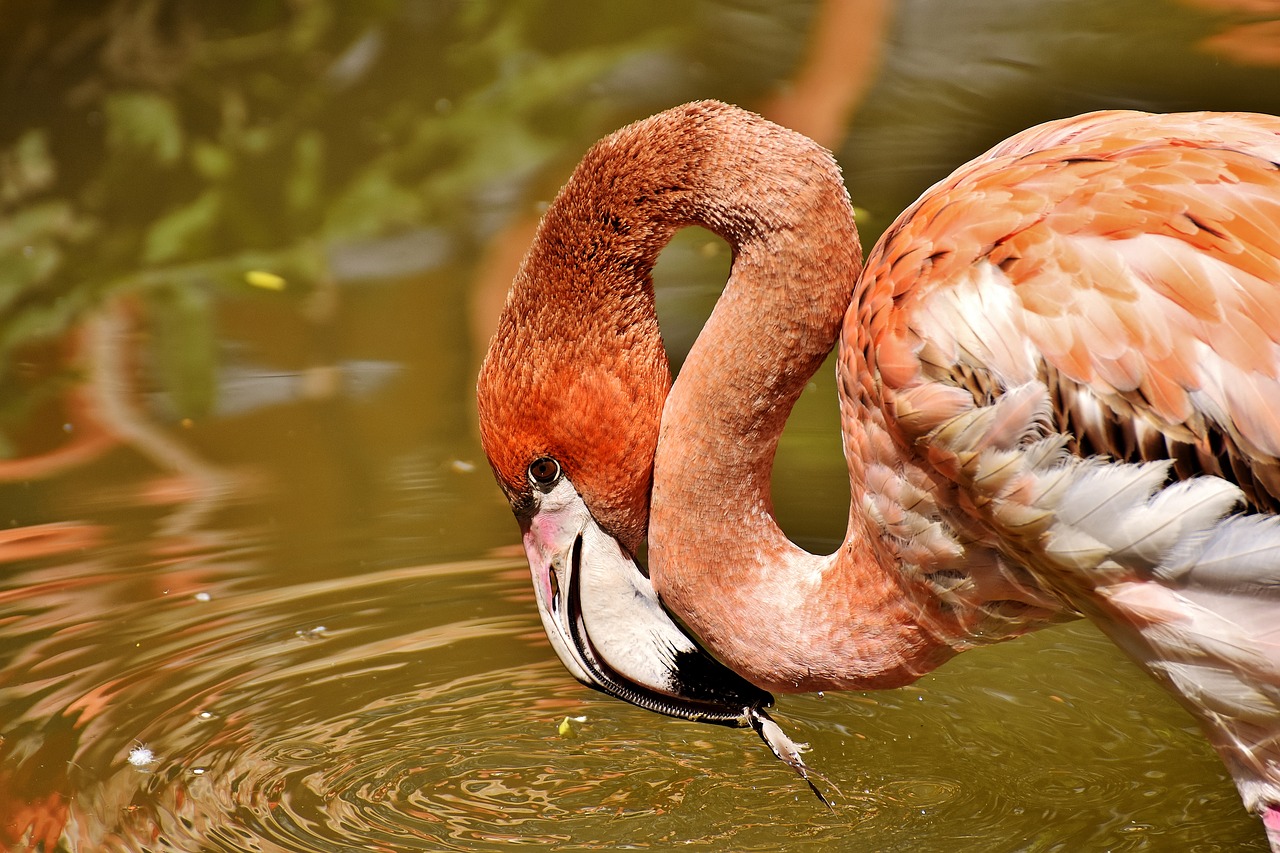 Image - flamingo birds water bird colorful