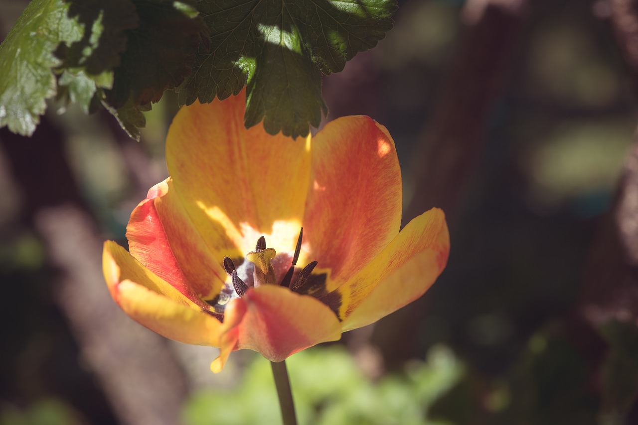 Image - tulip flower orange bi color