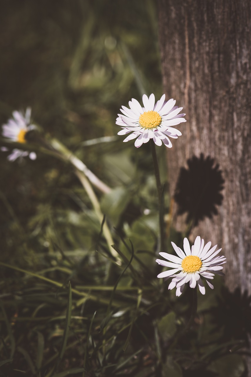 Image - daisy wildflowers flower spring