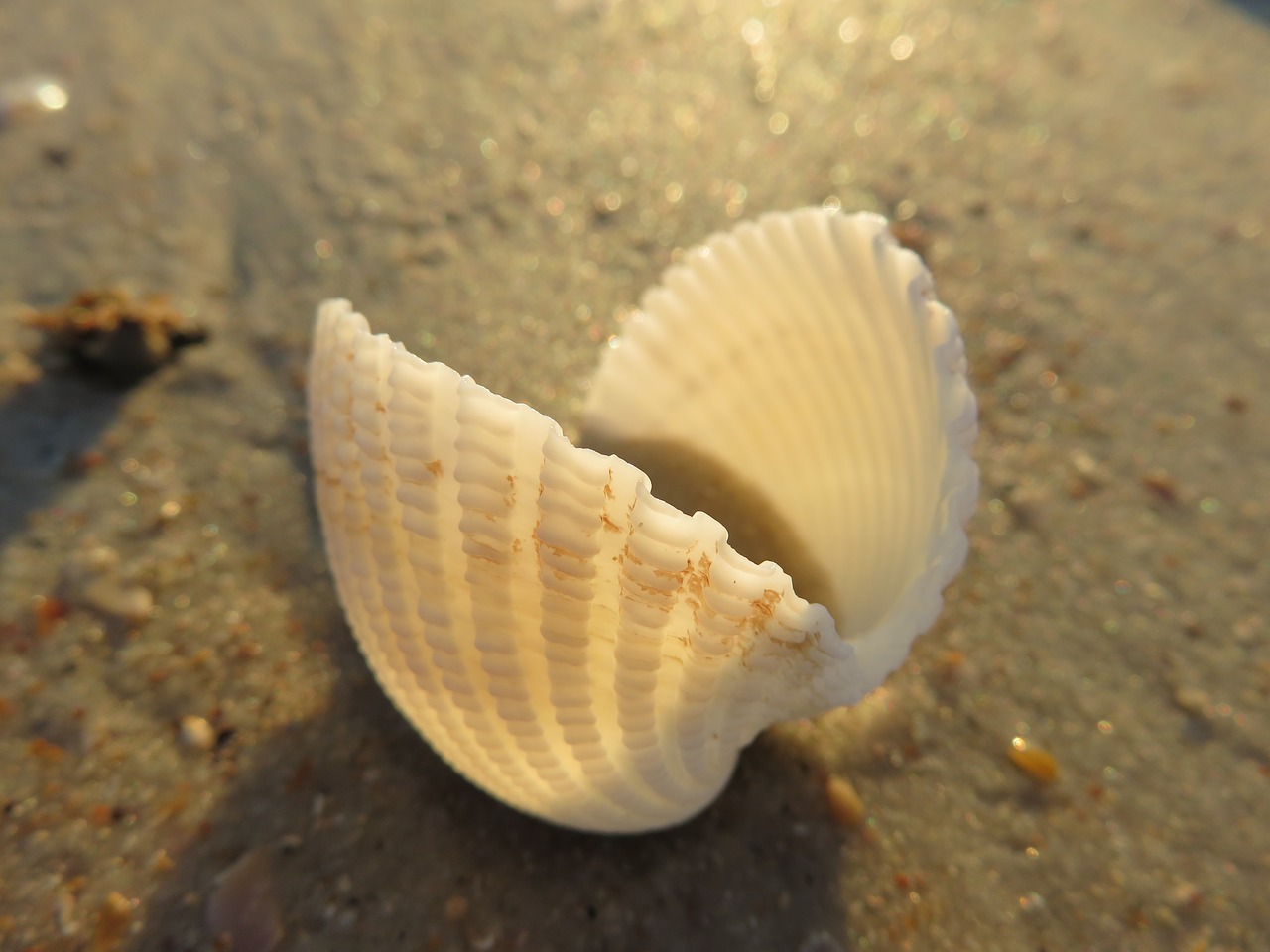 Image - seashell macro beach shell natural