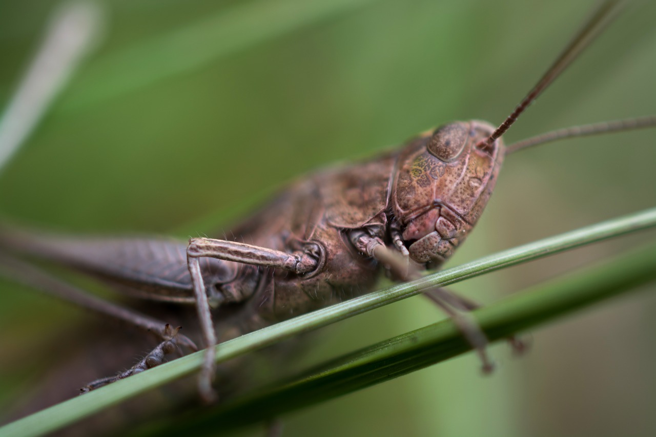 Image - grasshopper macro insect grass