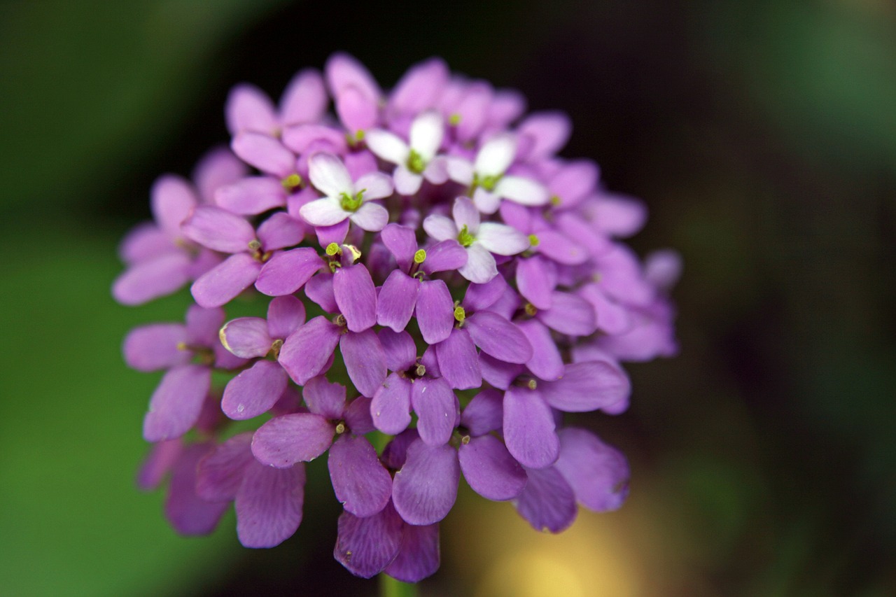 Image - candytuft iberis macro