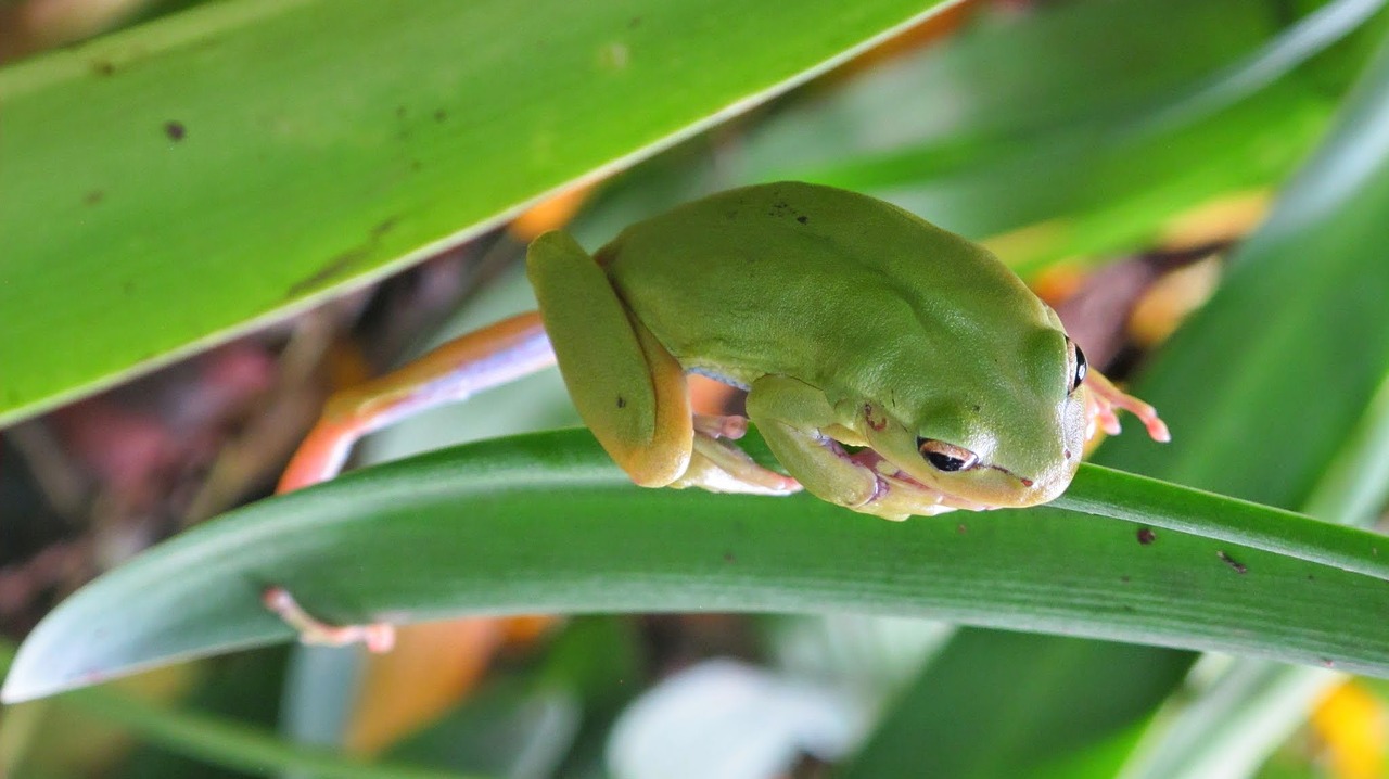 Image - toad frog green animal water