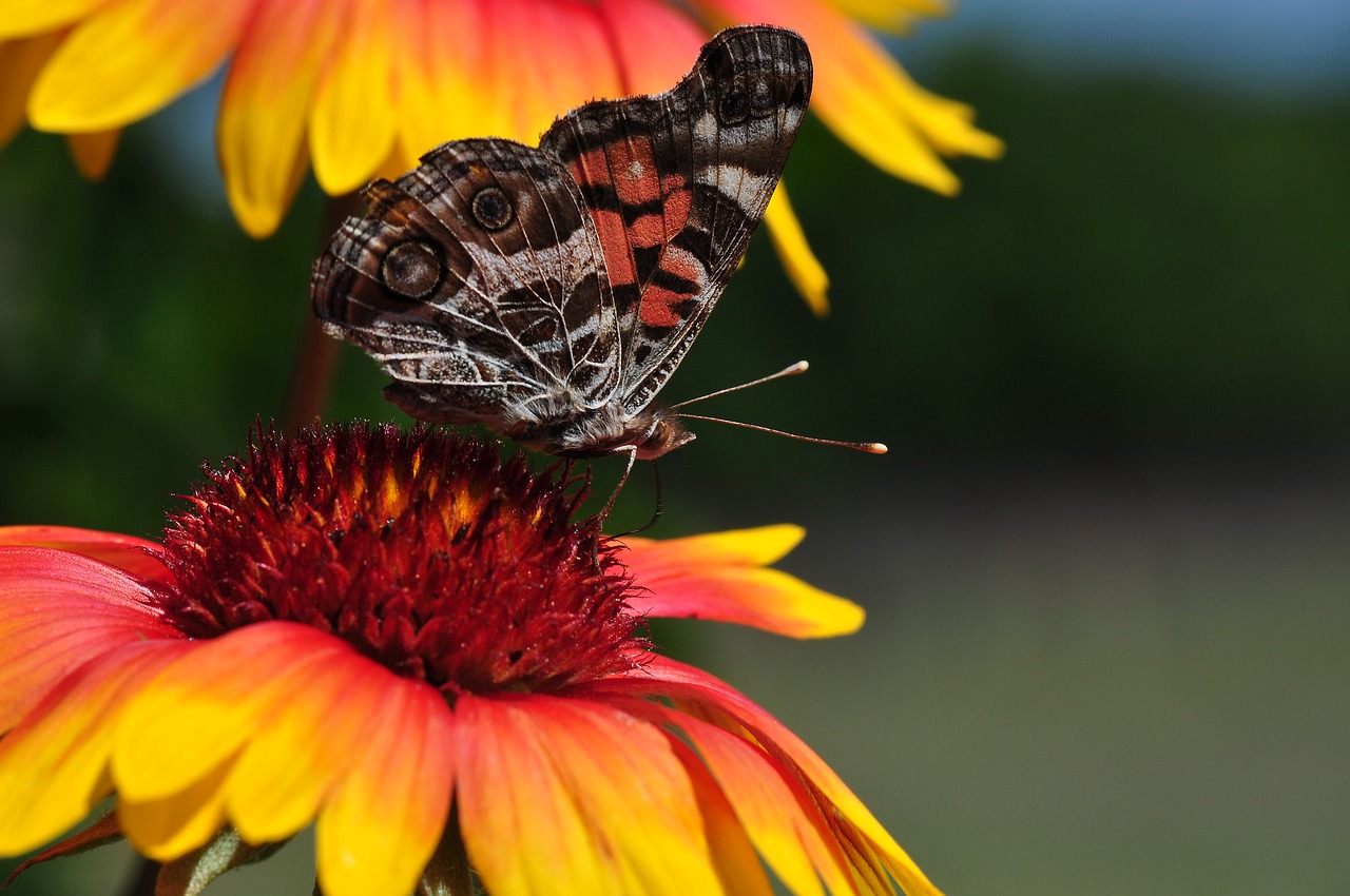 Image - butterfly blanket flowers flowers