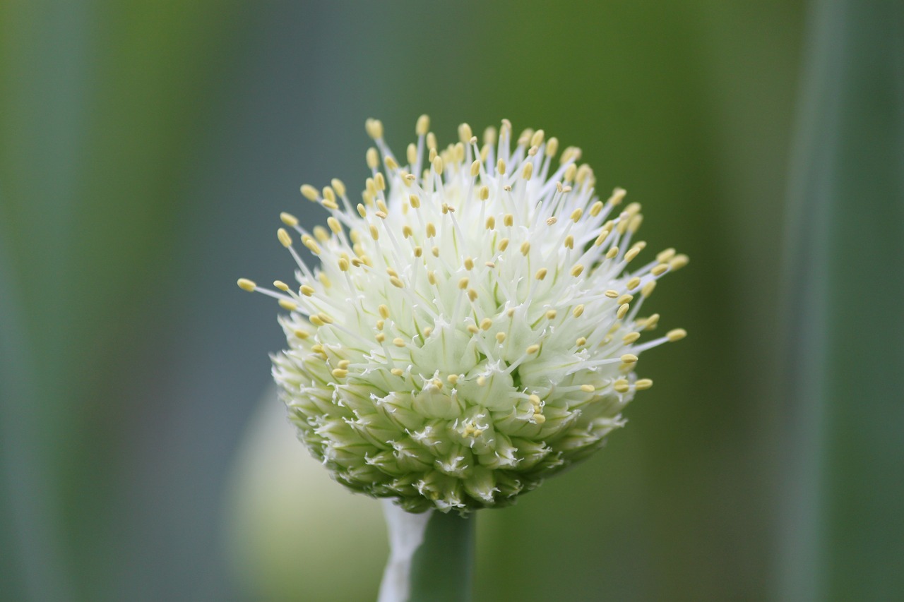 Image - green onion onion just one