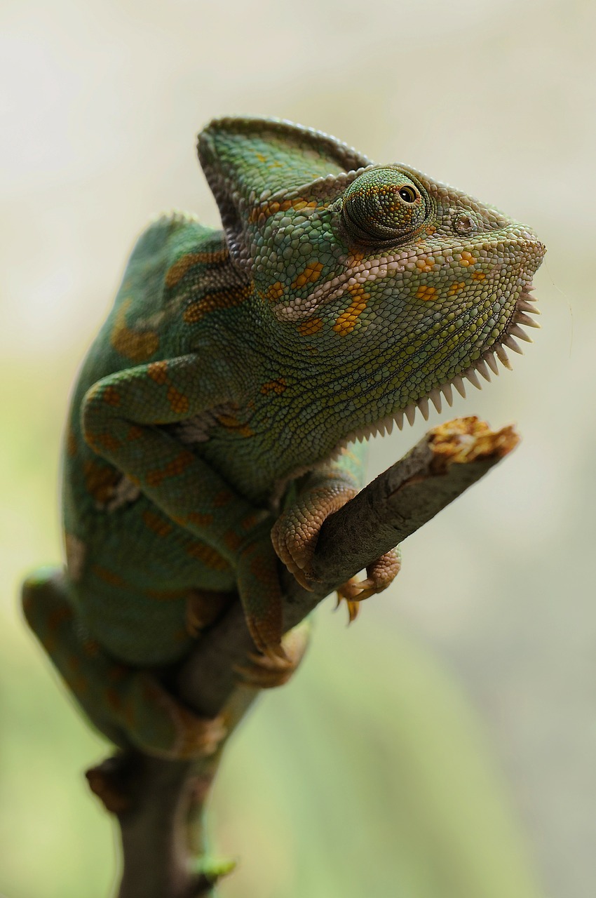 Image - yemen chameleon chamaeleo calyptratus