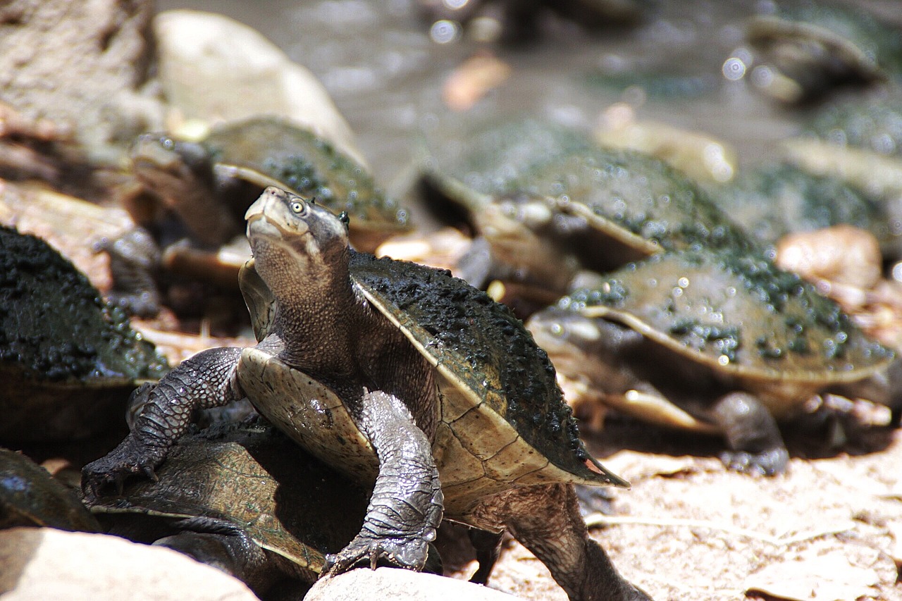 Image - turtles water runs natural