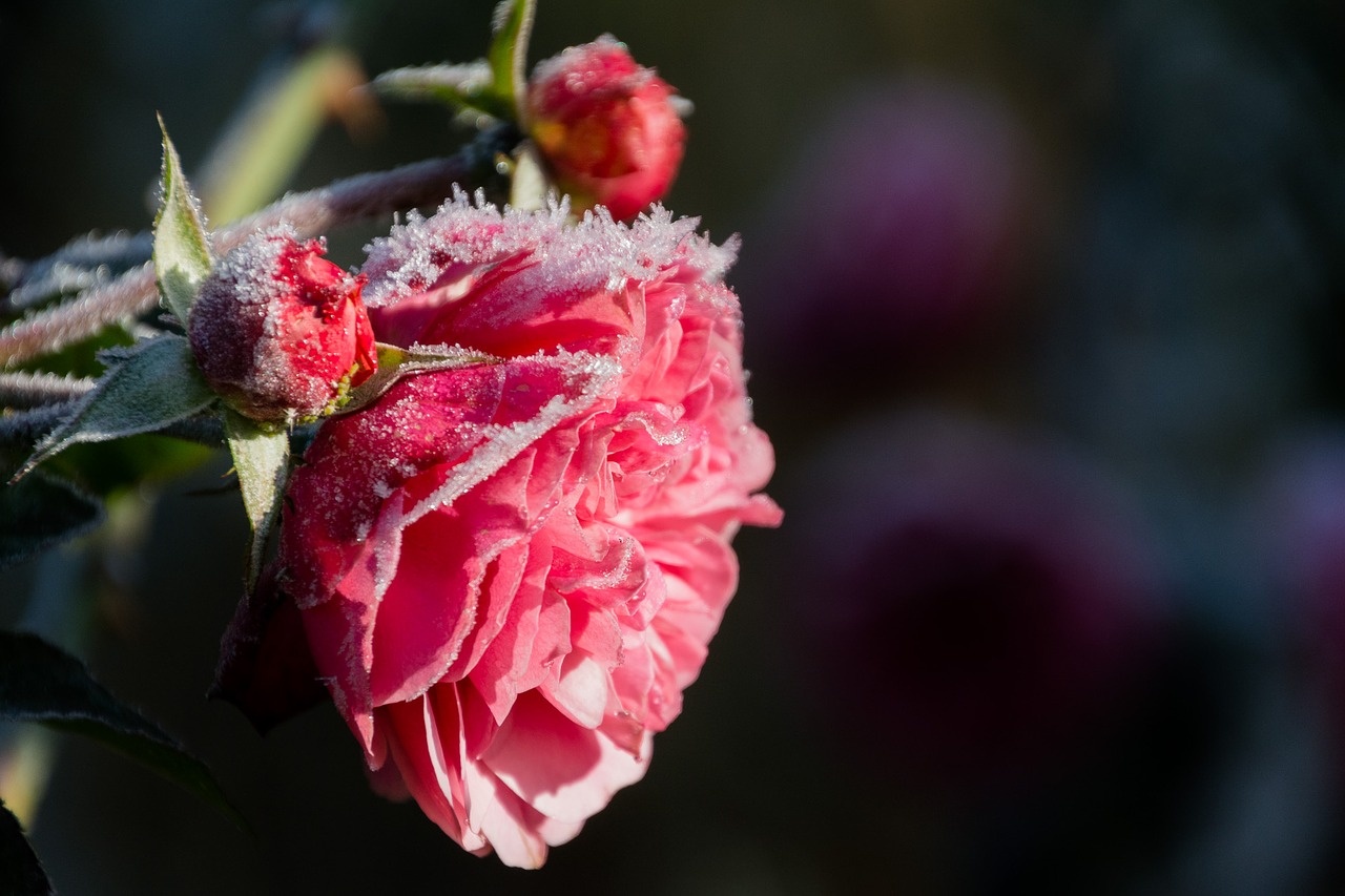 Image - rose hoarfrost flower plant cold