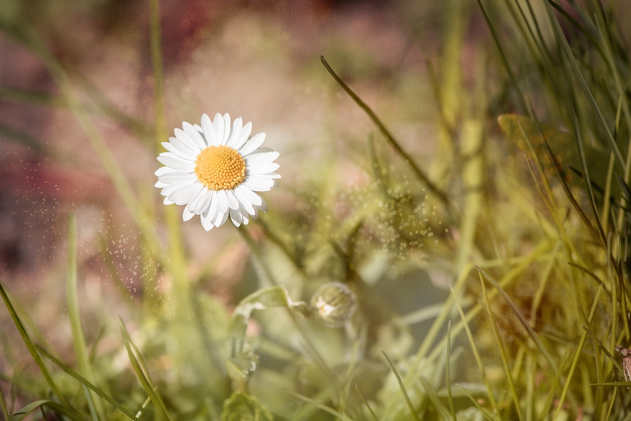 Image - daisy pointed flower flower meadow