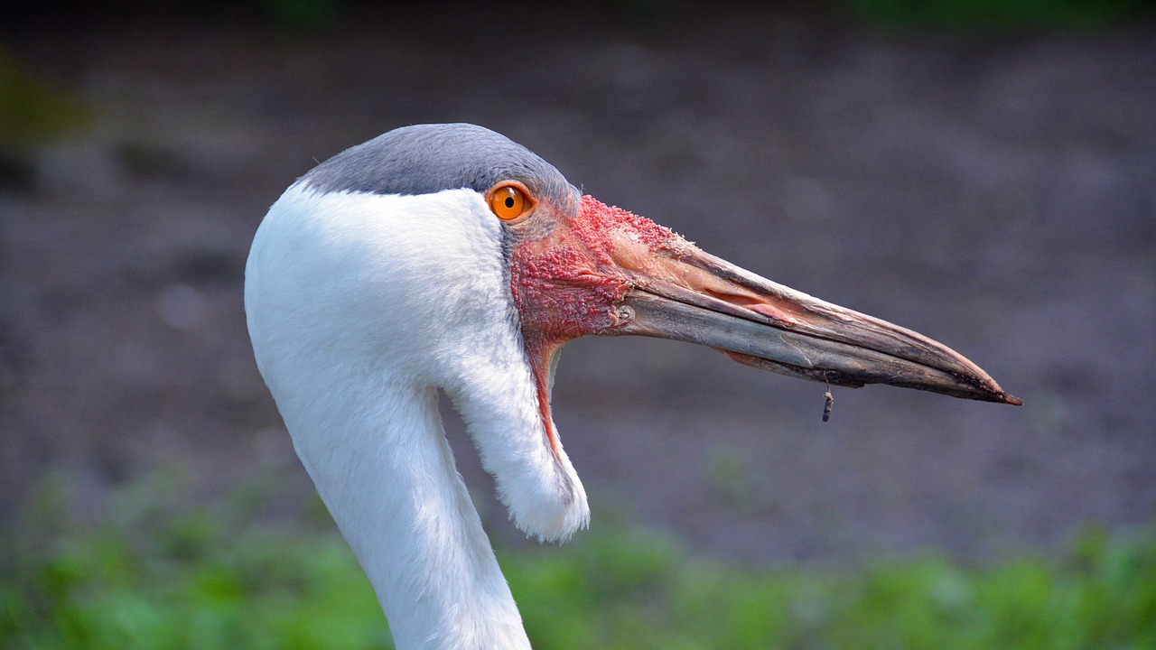 Image - wattled crane crane bird nature