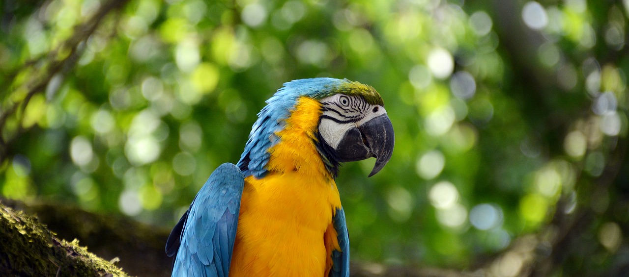 Image - parrot ara bird colorful blue