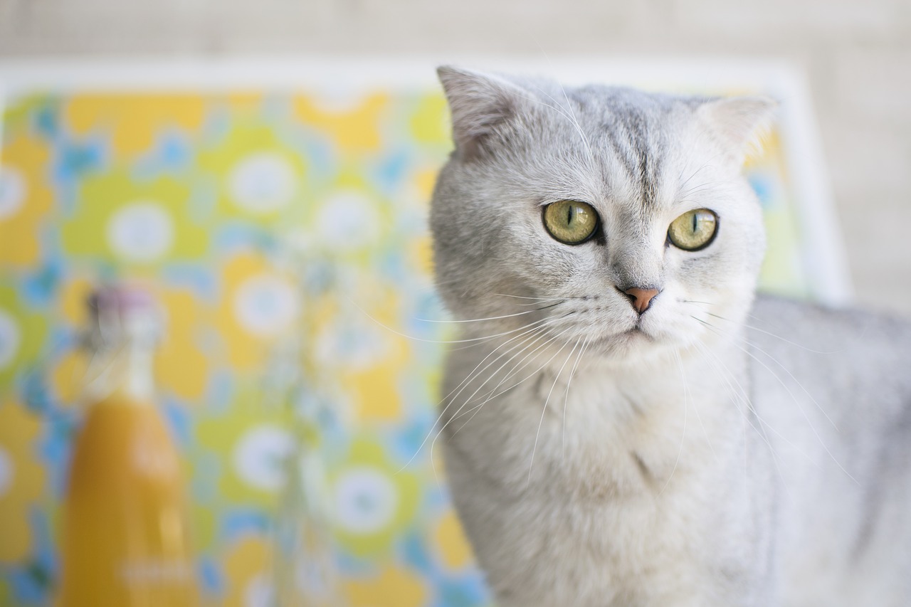 Image - cat scottish fold pet animal