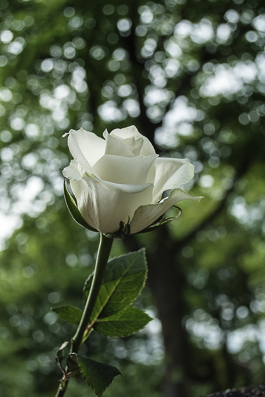 Image - white rose rose bloom wild rose