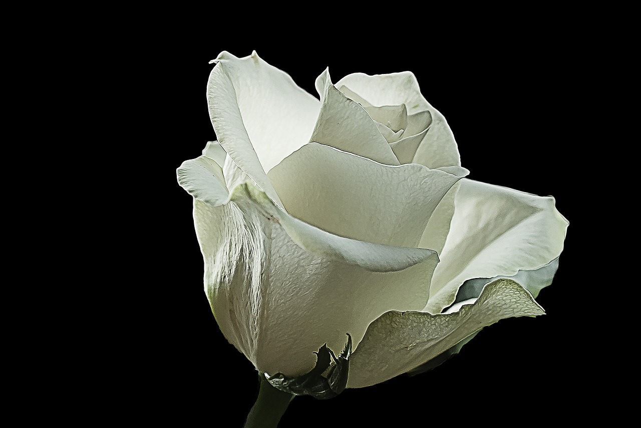 Image - white rose rose white creative