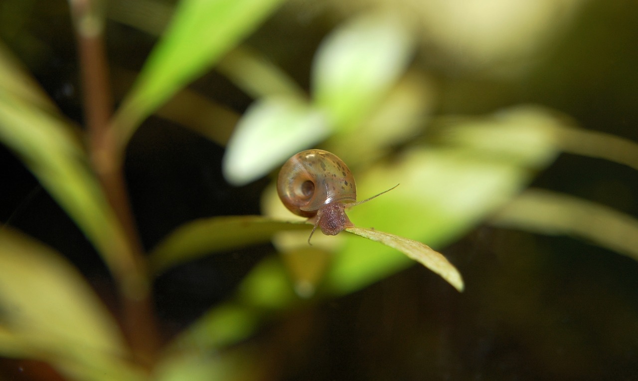 Image - planorbarius corneus aquarium