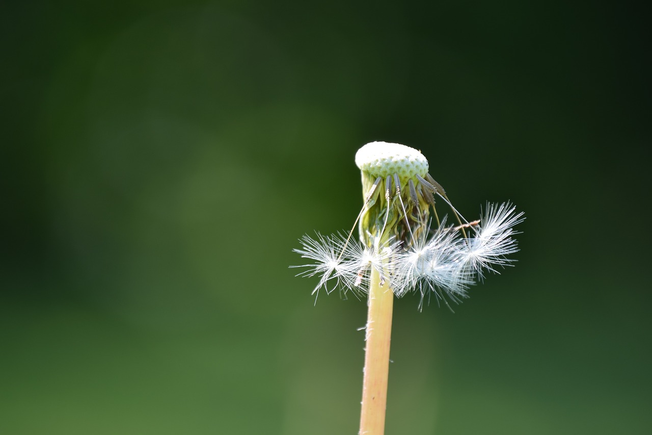 Image - dandelion överblommad past passed