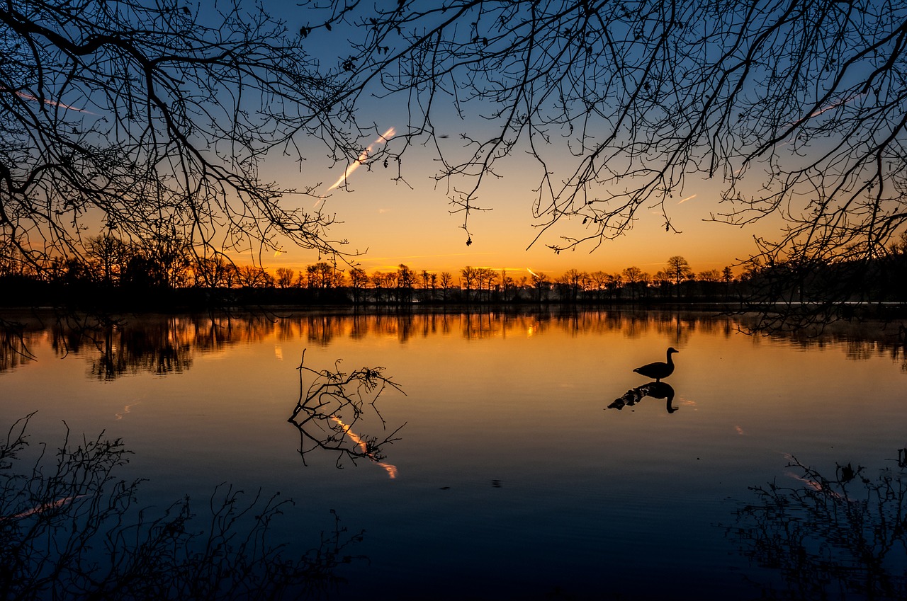 Image - sunrise lake sun landscape birds