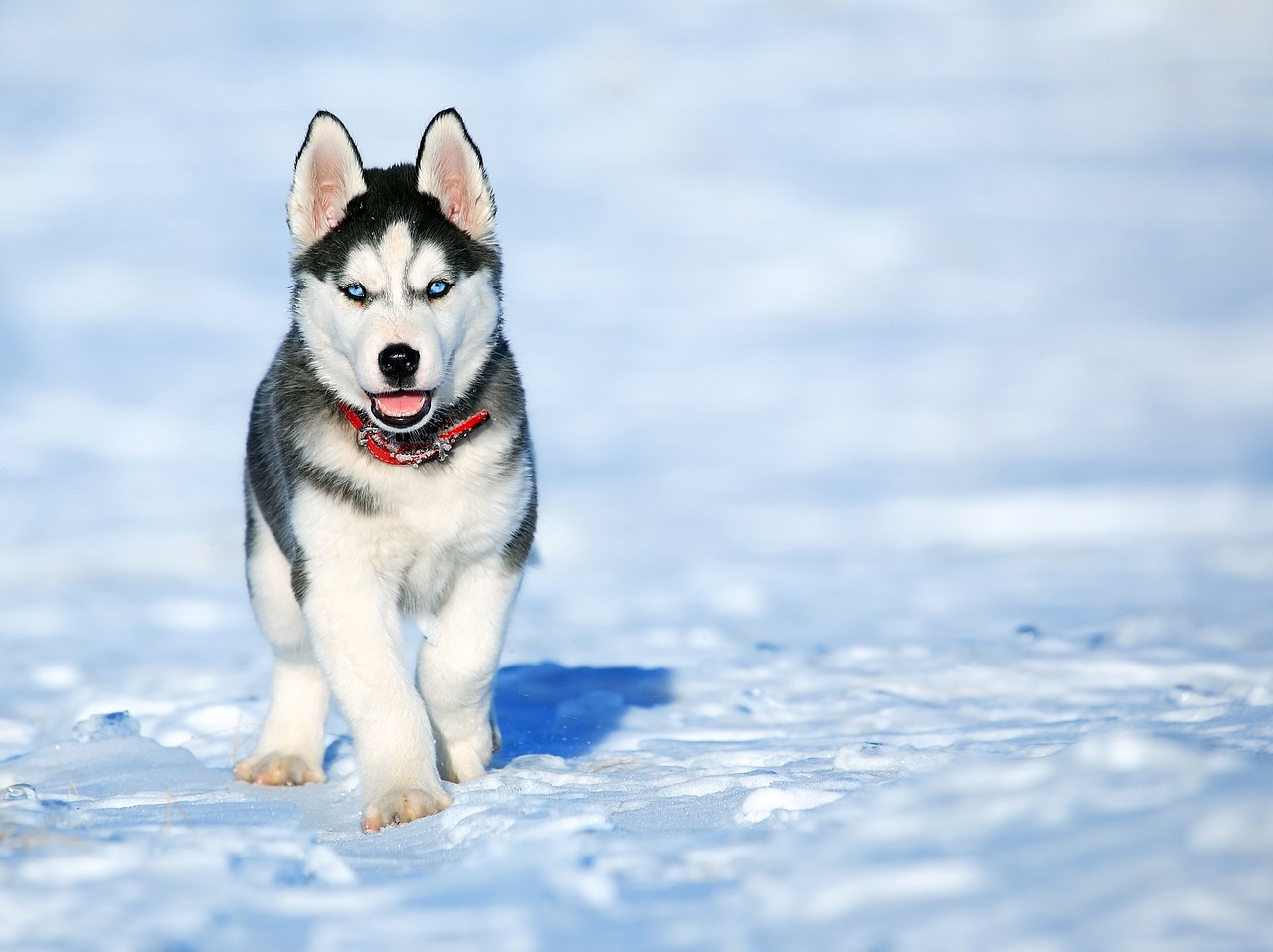 Image - dog husky friend