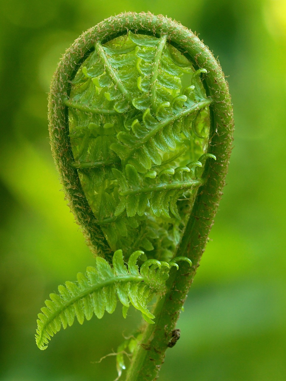 Image - fern green plant nature forest