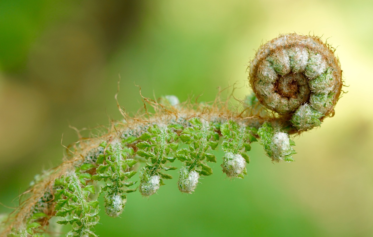 Image - fern green plant nature forest