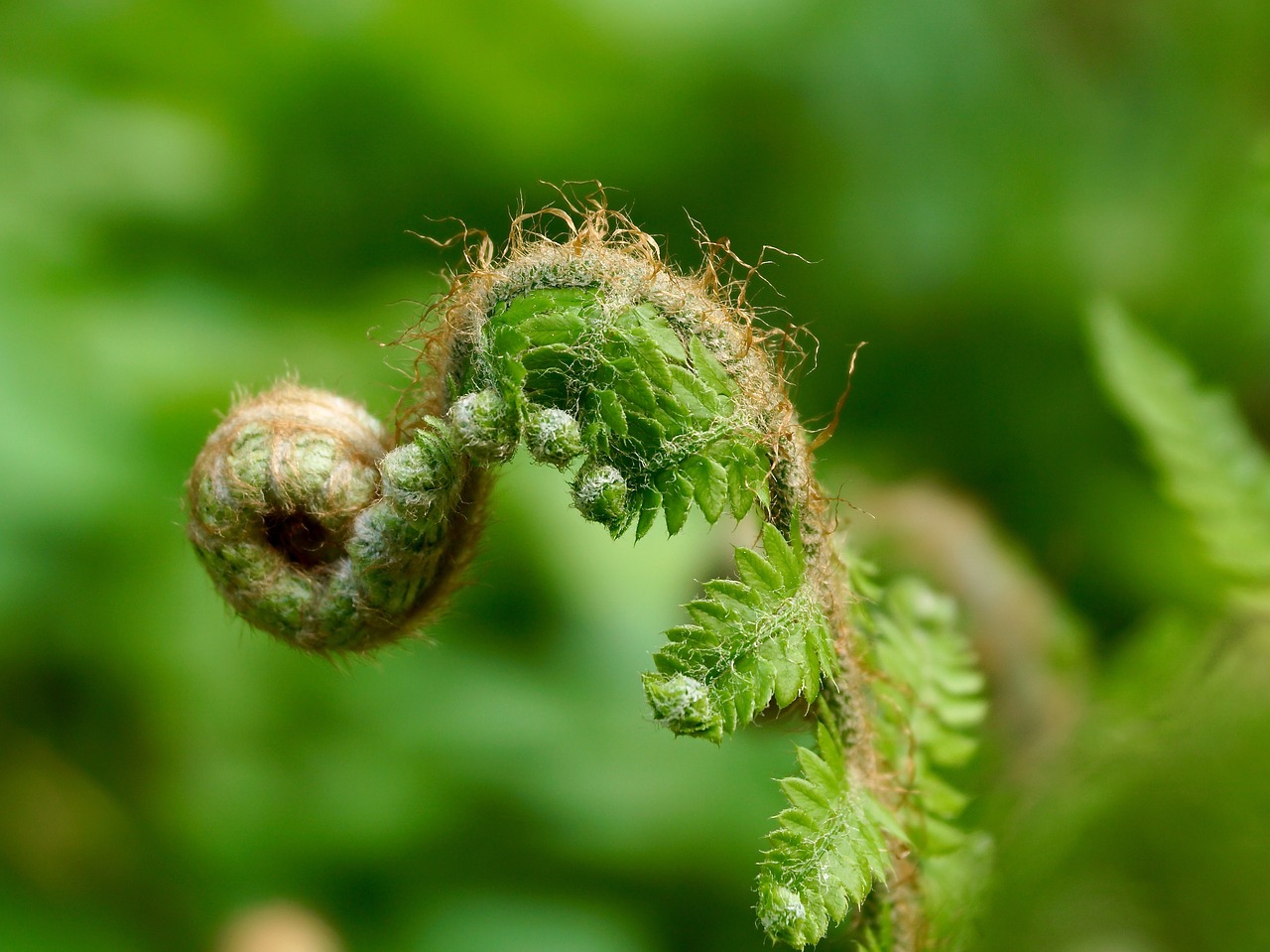 Image - fern green plant nature forest