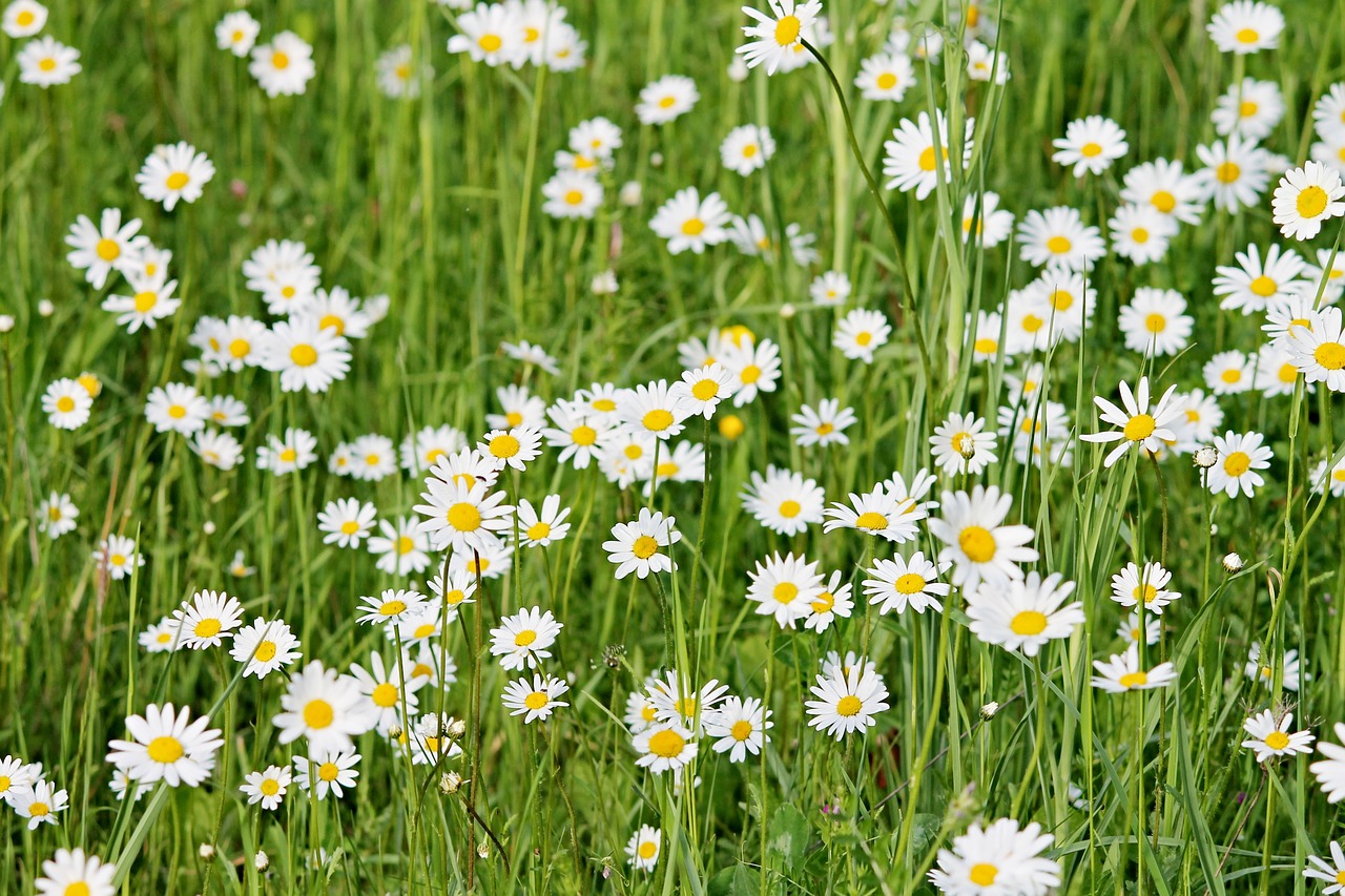 Image - wild daisies daisies meadow spring