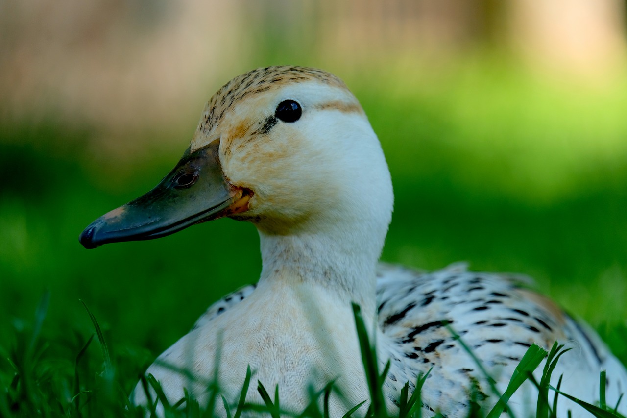 Image - duck white animal water water bird