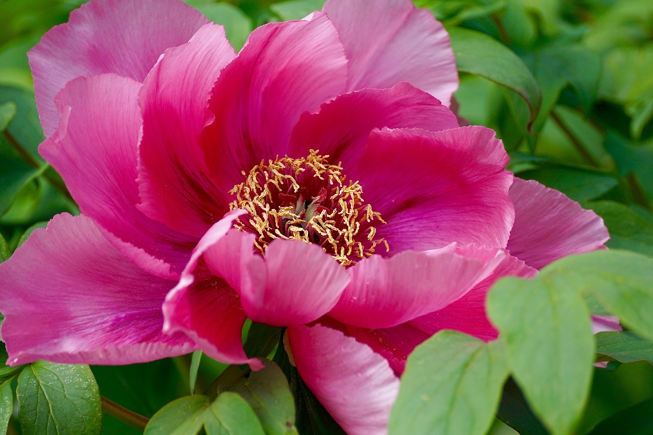 Image - peony pentecost plant sweet