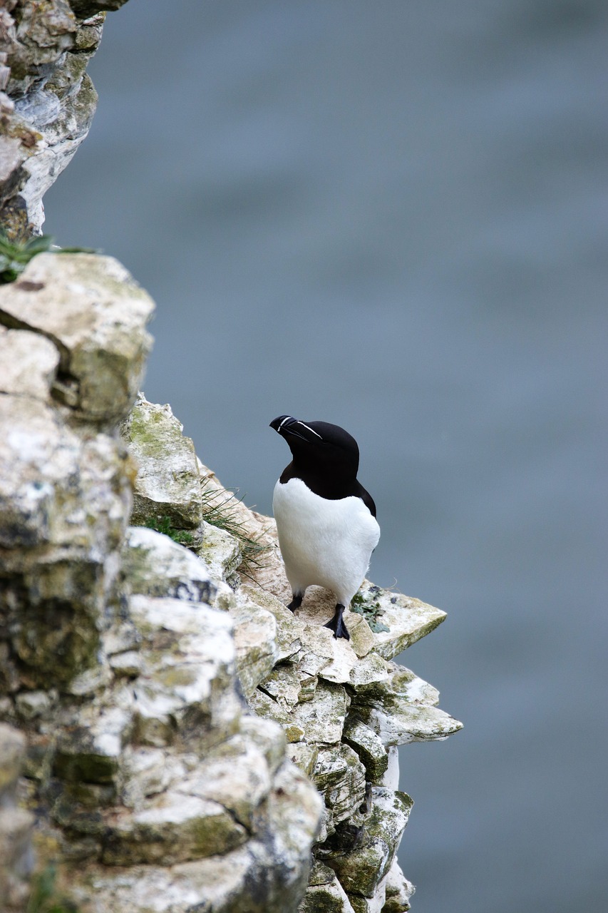 Image - razorbill bird wildlife animal