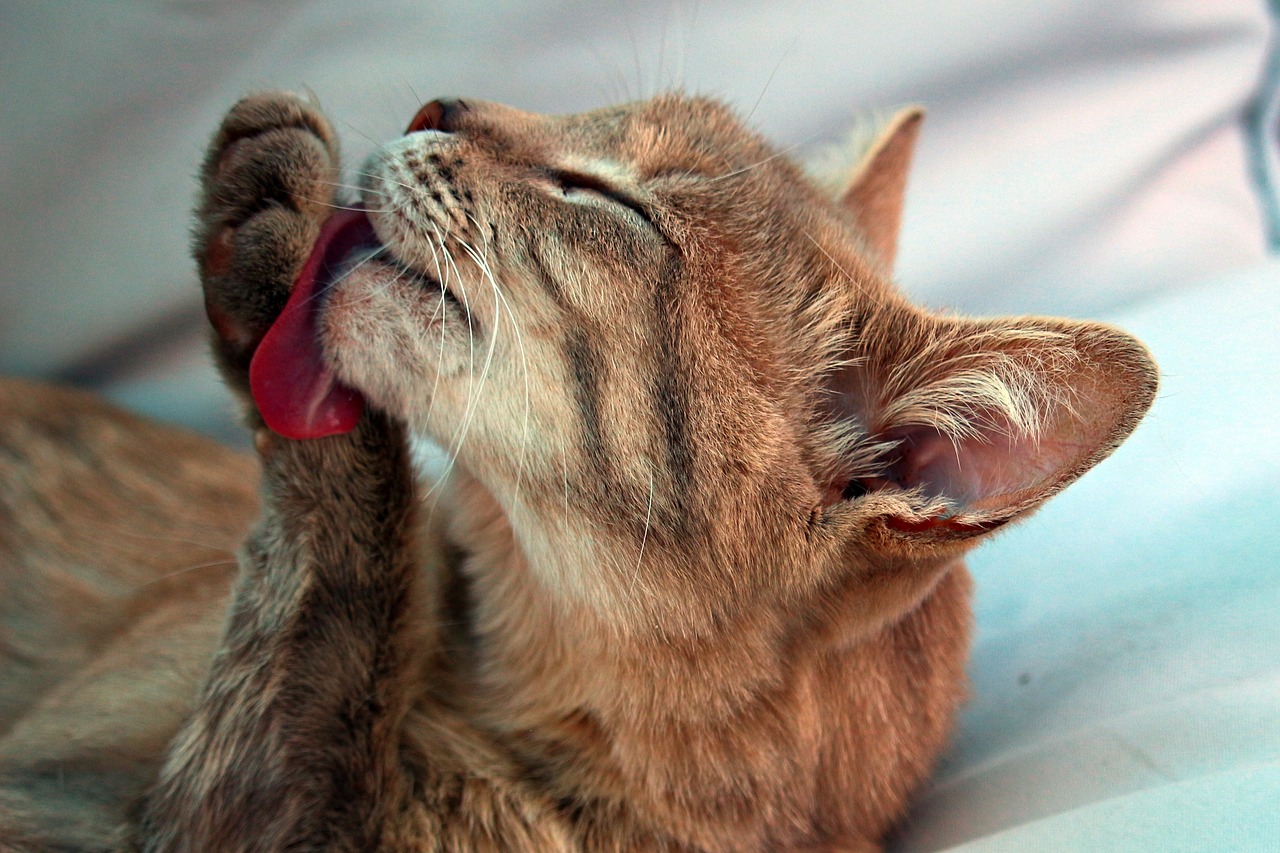 Image - cat mieze kitten lick clean