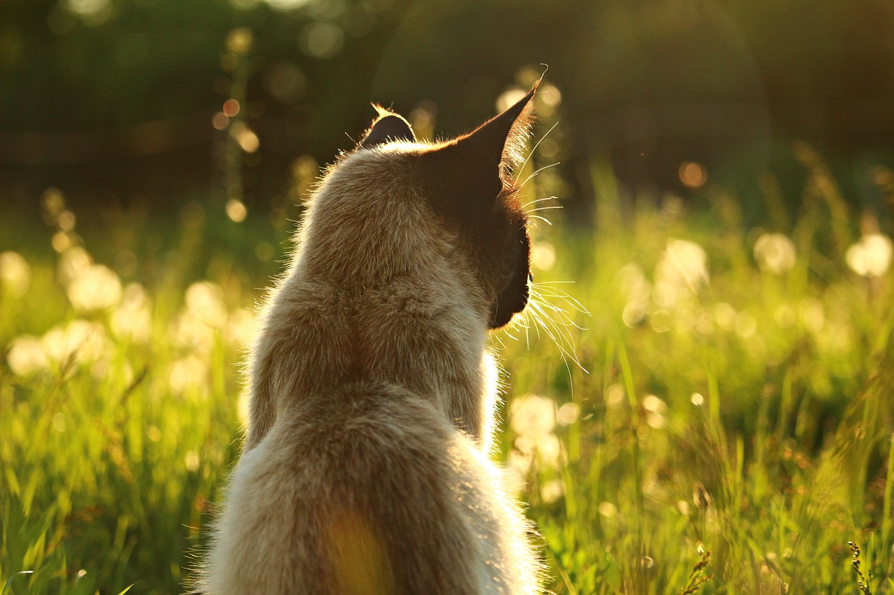 Image - cat siamese cat siamese breed cat