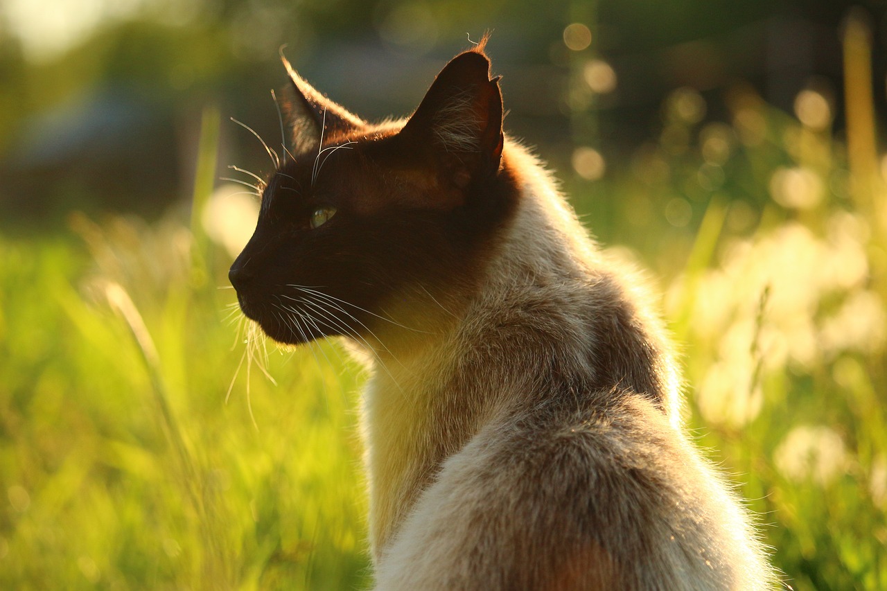 Image - cat siam siamese siamese cat