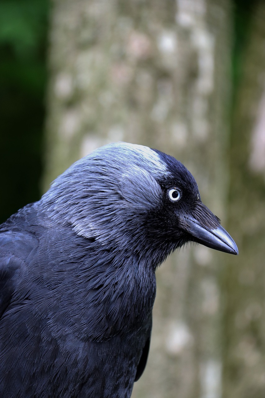 Image - jackdaw blackbird bird animal