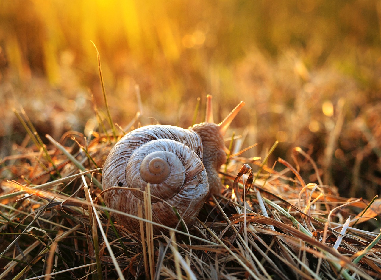 Image - snail sunset grass mollusk shell