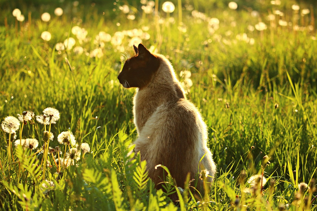 Image - cat mieze siamese cat siam siamese