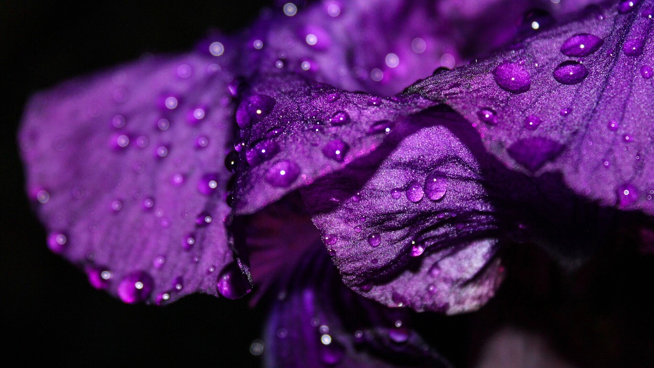 Image - iris flower waterdrops