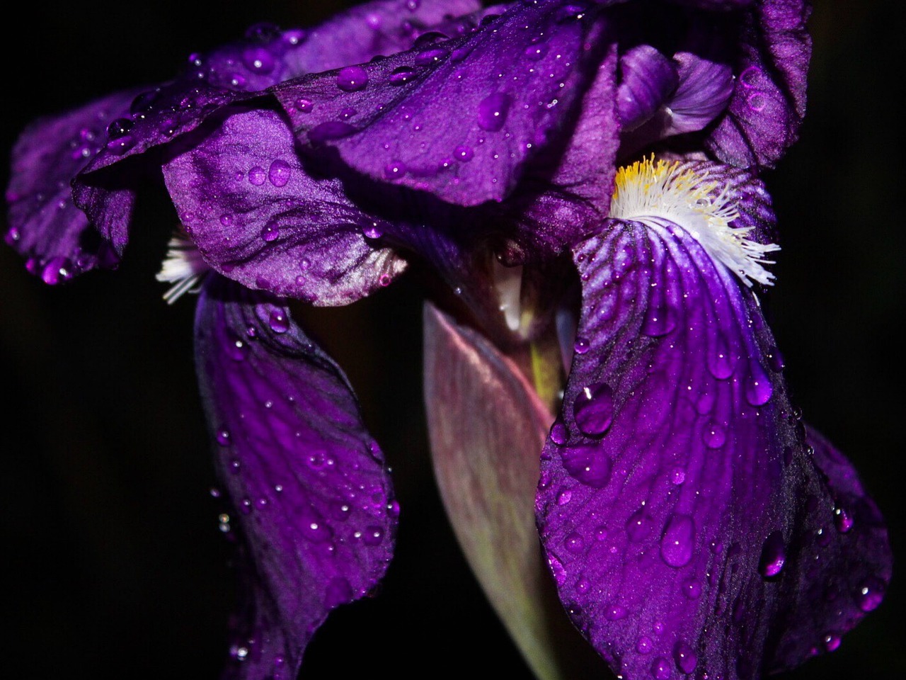 Image - iris flower waterdrops