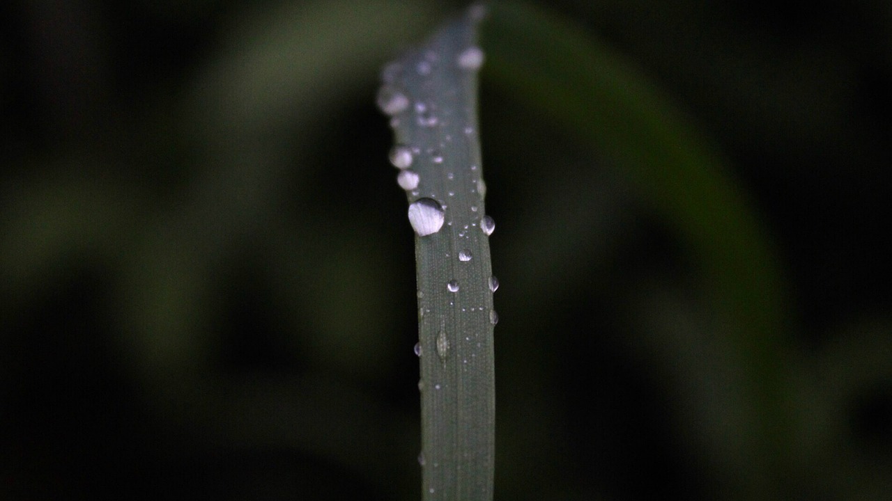 Image - irisl waterdrops aliciapcd leaf