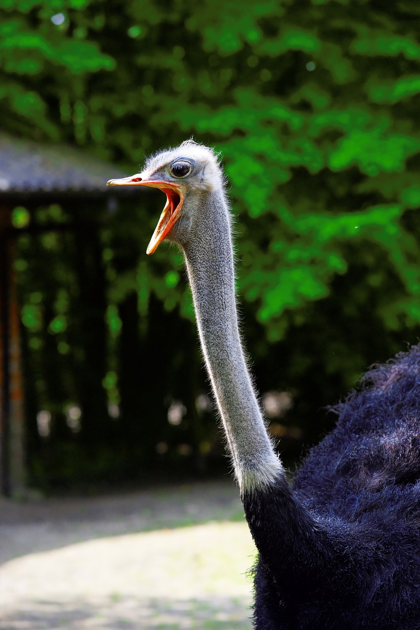 Image - bird flightless bird bouquet head