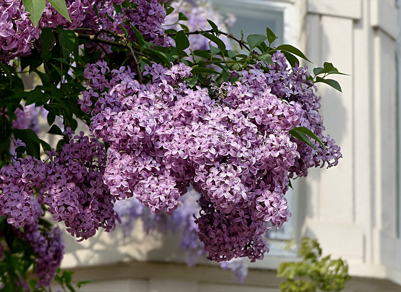 Image - tree lilac tree syringa